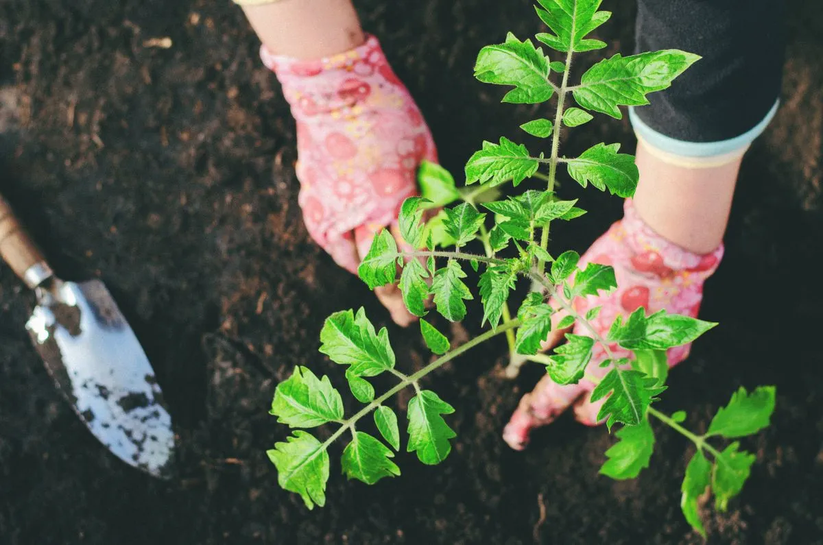 Hands planting a young plant in rich dark soil