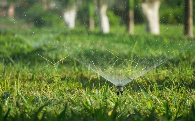 Yard cleanup service in Wesley Chapel FL