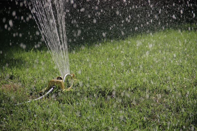 Lush green fertilized lawn in Wesley Chapel FL